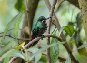 Colibri du Costa Rica
