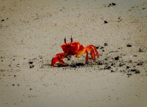 petit crabe à Curu