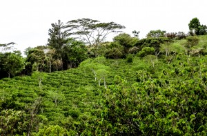 Plantation de café au Costa Rica