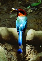 Oiseau coloré au Rio Celeste