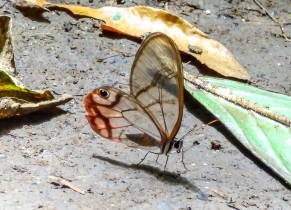 Papillon au Rio Celeste