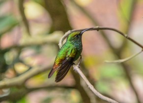 Joli colibri