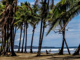 Les palmiers sur la plage à Nicoya