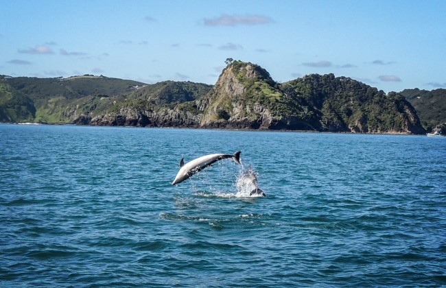 Bébé dauphin à Bay of Islands