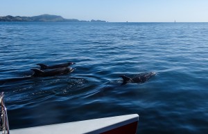 Dauphins vivant à Bay of Islands