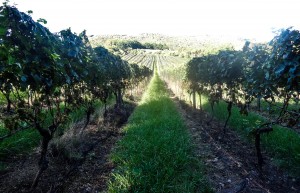 Vignobles de Waiheke Island