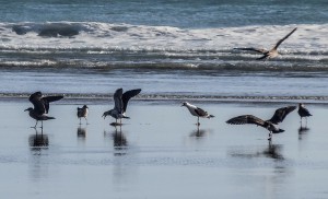 Les oiseaux de Ripiro Beach