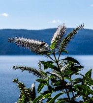 Une plante du Lac Waikaremoana