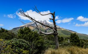 Les arbres du Mont Taranaki