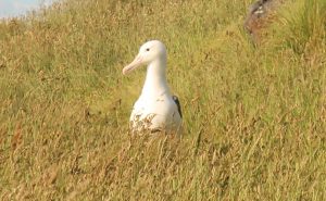 Albatros au sol