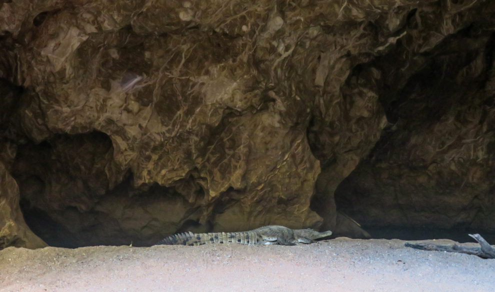 Crocodile à Tunnel Creek