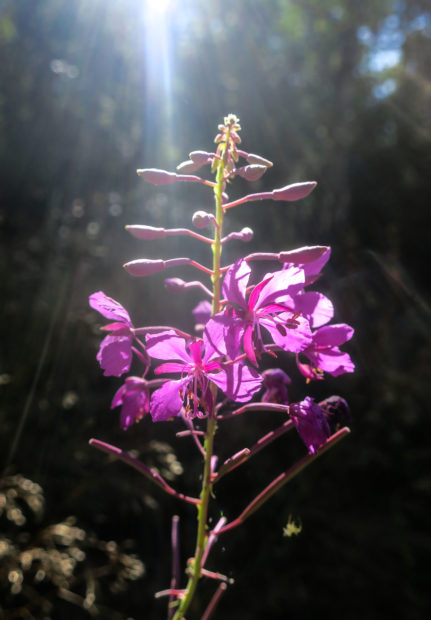 Fleur violette dans la lumière