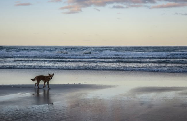Un dingo à Fraser Island